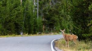 High Crashes Involving Deer